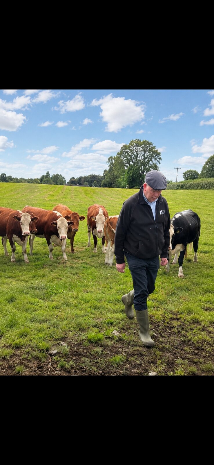 Hugh Maguire Snr walking the farm among the herd, Co. Meath